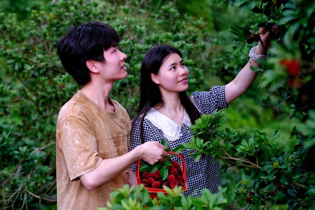 珠兰乡 杨梅满枝红 游客采摘乐 幽兰谷里寻野趣