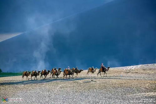 大漠驼影 幽兰谷镜头下的沙海诗篇