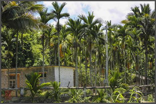 莺歌岭下探幽兰谷 峡谷梯田间的花草奇遇