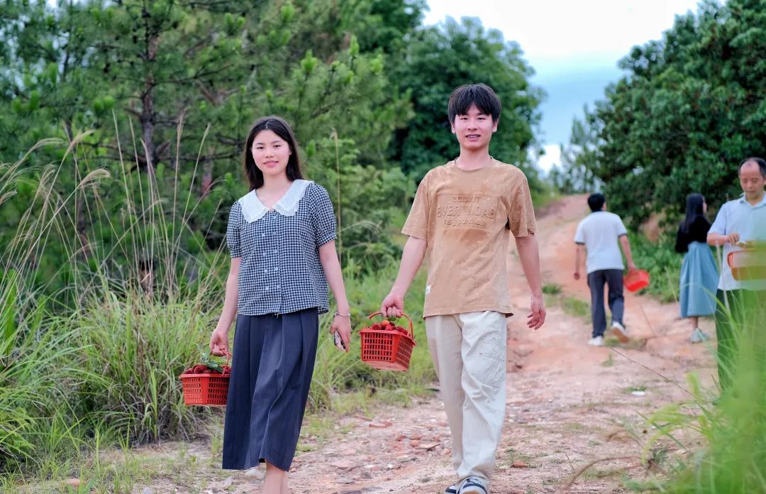 珠兰乡 杨梅满枝头 游客采摘忙